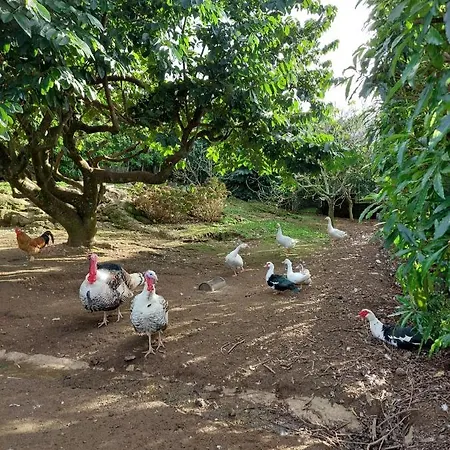 Quinta Do Sossego-giestas * Ribeira Grande